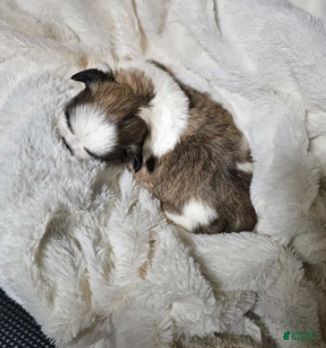 Shih Tzu dogs for sale: Chester Ckc - Ad 2