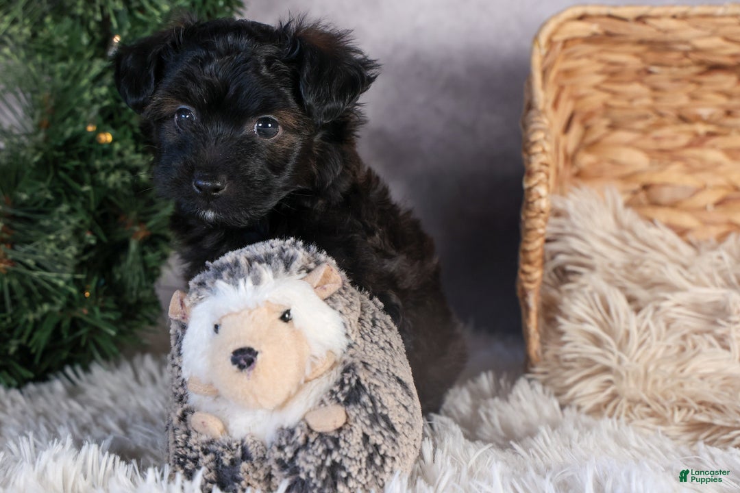 Mini Aussiedoodle dogs for sale: Snickers - Ad 18