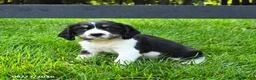 English Springer Spaniel dogs for sale: Bailey - Ad 2