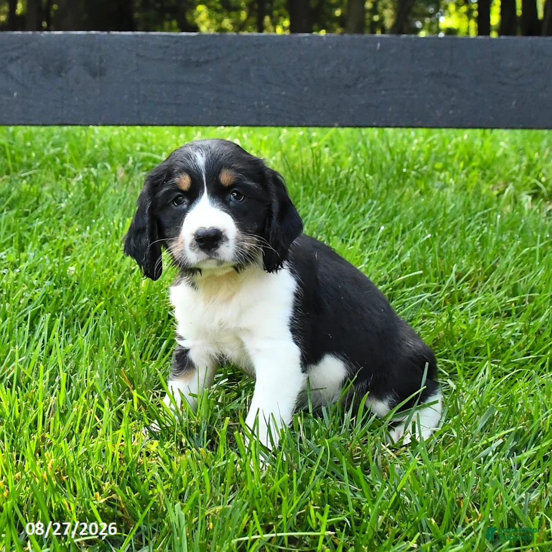 English Springer Spaniel dogs for sale: Bailey - Ad 2