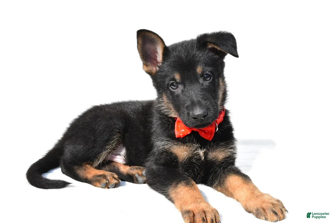 German Shepherd dogs for sale: Lance - Ad 2