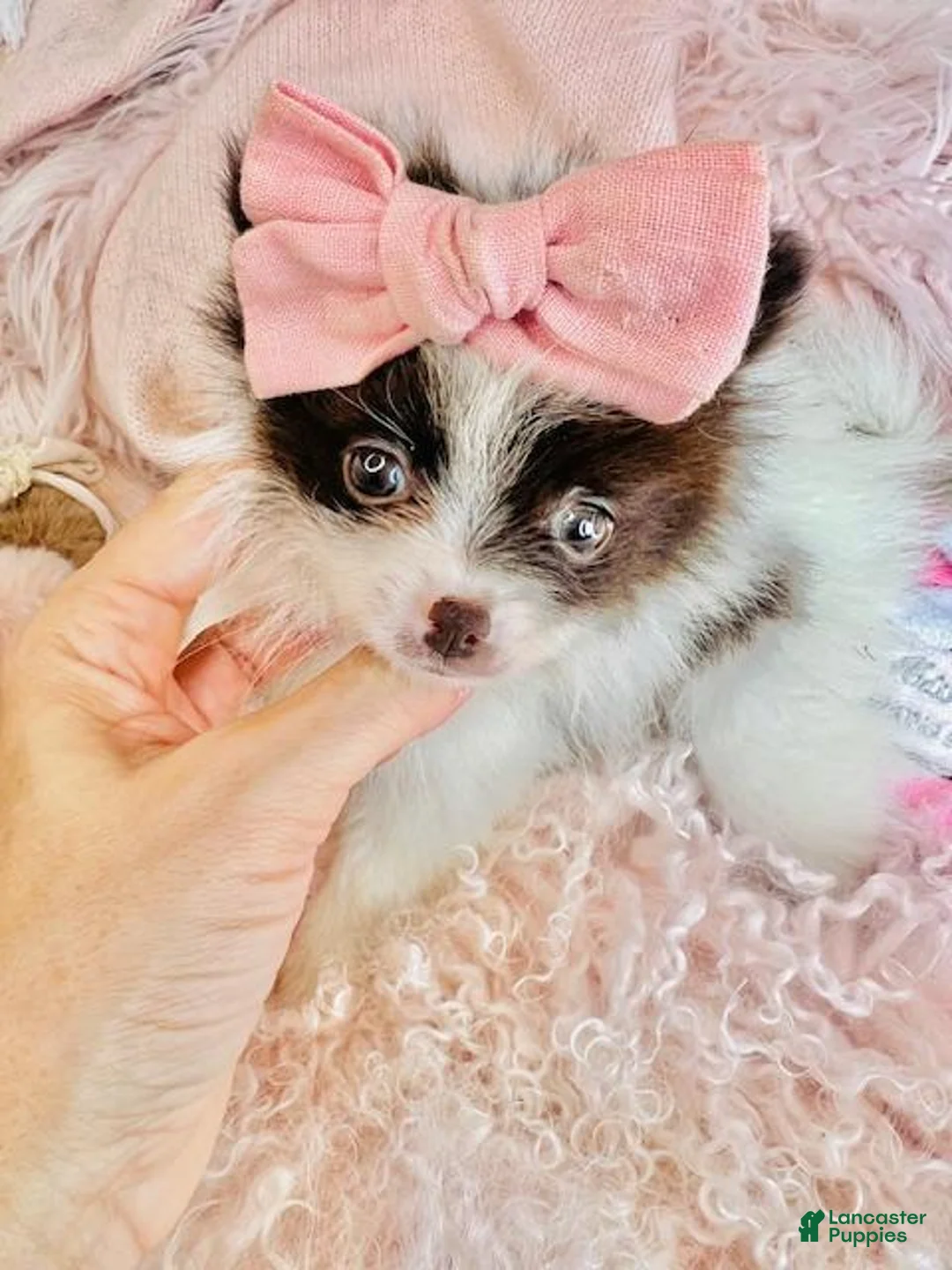Pomeranian dogs for sale: Pomeranian - Hand Delivery Available. - Ad 3
