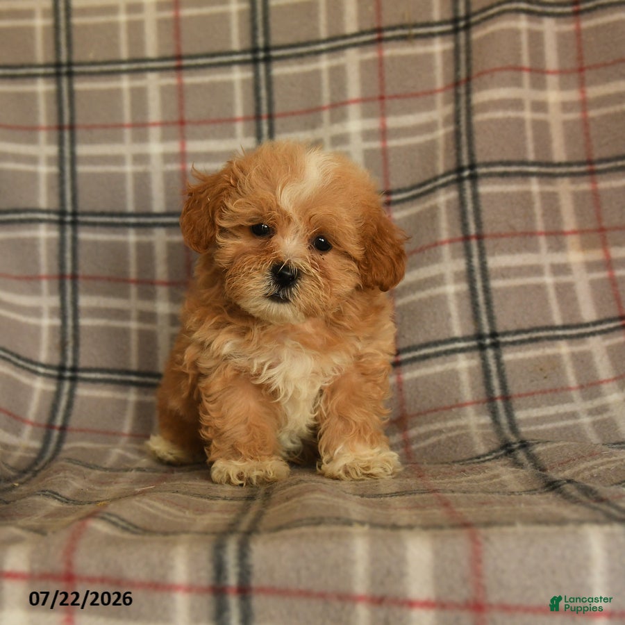 Mixed Breed dogs Udo - Ad 1