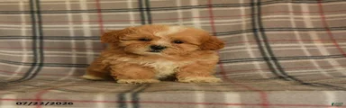 Udo