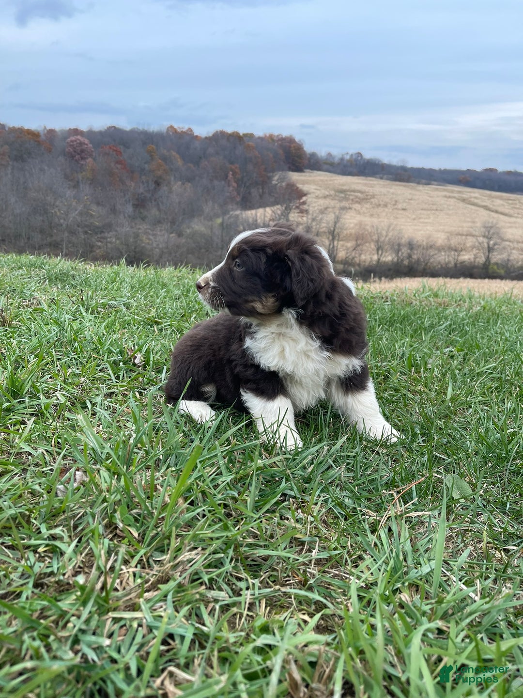 Australian Shepherd dogs for sale: Buddy - Ad 7