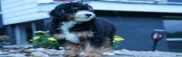 Mini Bernedoodle dogs for sale: Yandel 🦴 - Ad 10