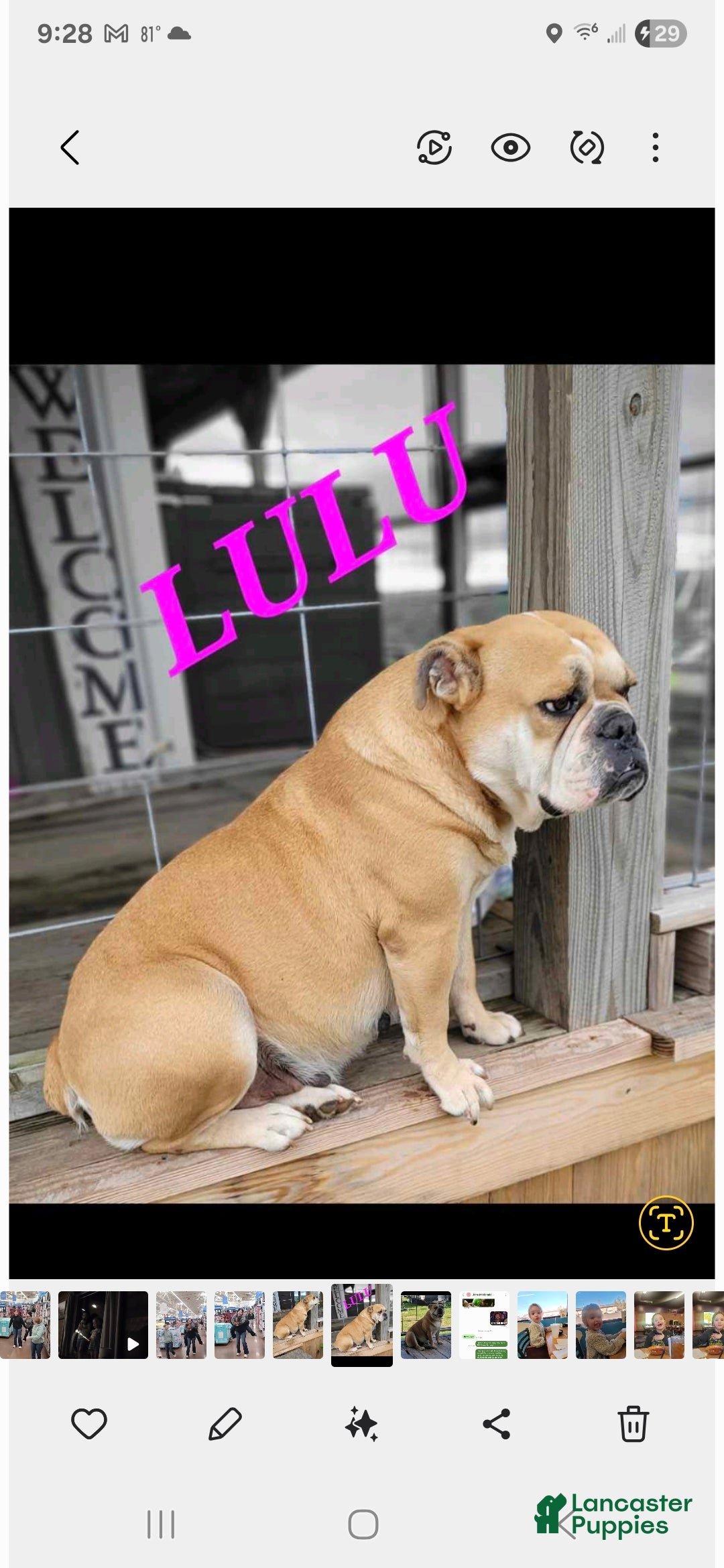 Mixed Breed dogs for sale: OLDE ENGLISH BULLDOG  - Ad 13