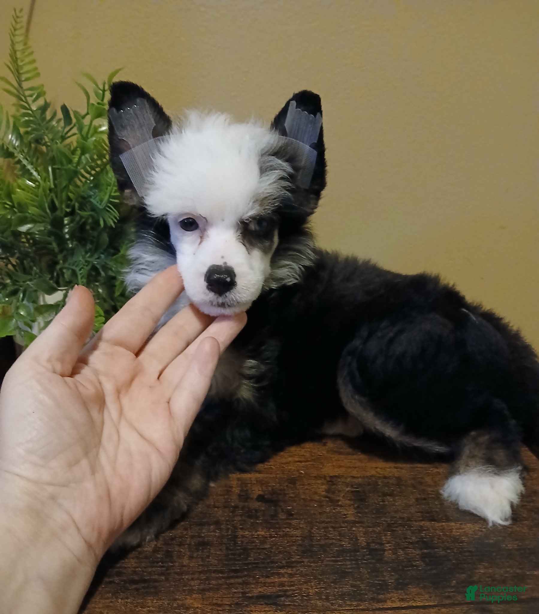 Chinese Crested (Chinese Crested, Female) in London, OH