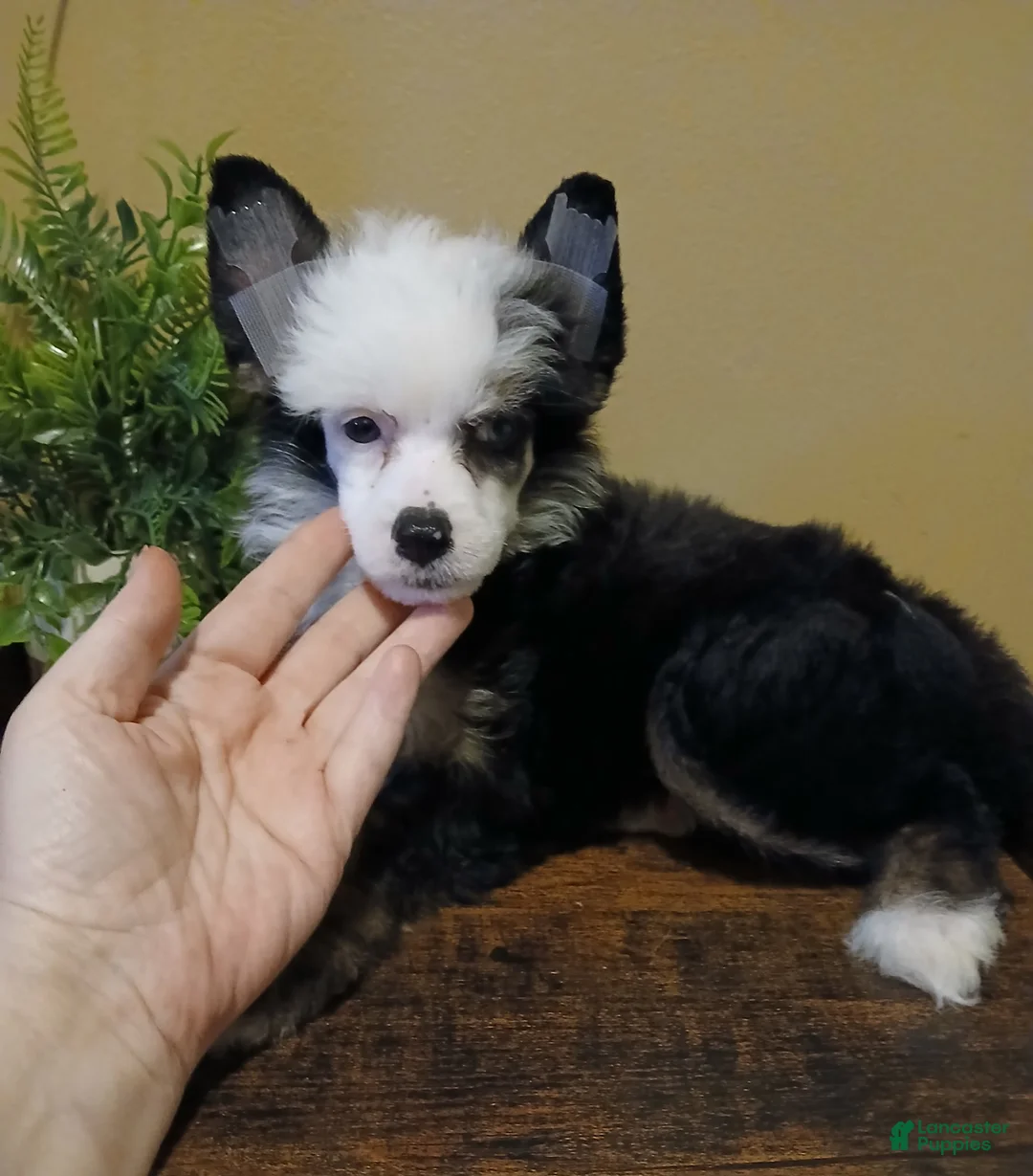 Chinese Crested dogs for sale: Chinese Crested 1 - Ad 1