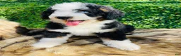 Bernedoodle dogs for sale: Bernedoodle “Ozzy” blue eye - Ad 7