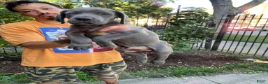 Blue Male Cane Corso Puppy