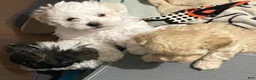 Toy Poodle dogs for sale: Biscuit 🤍🐻‍❄️ - Ad 11