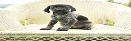 German Shorthaired Pointer dogs for sale: Heather - Ad 1