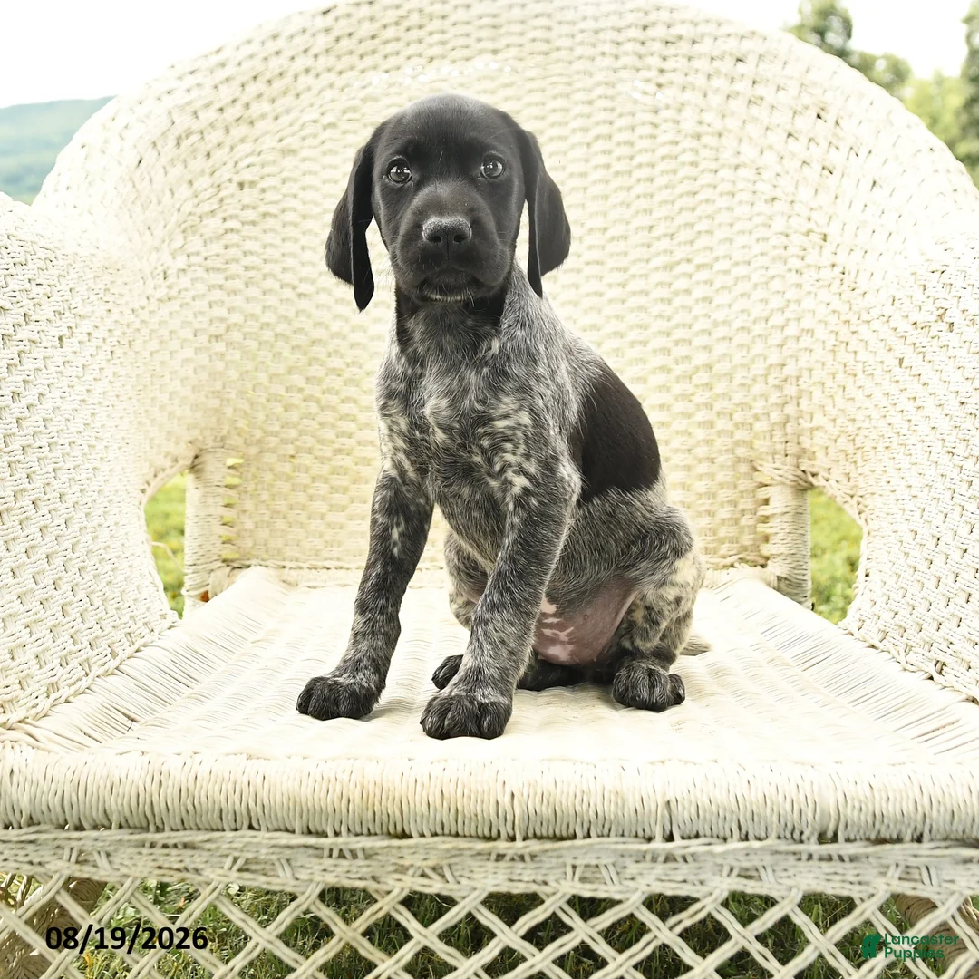 German Shorthaired Pointer dogs for sale: Heather - Ad 1
