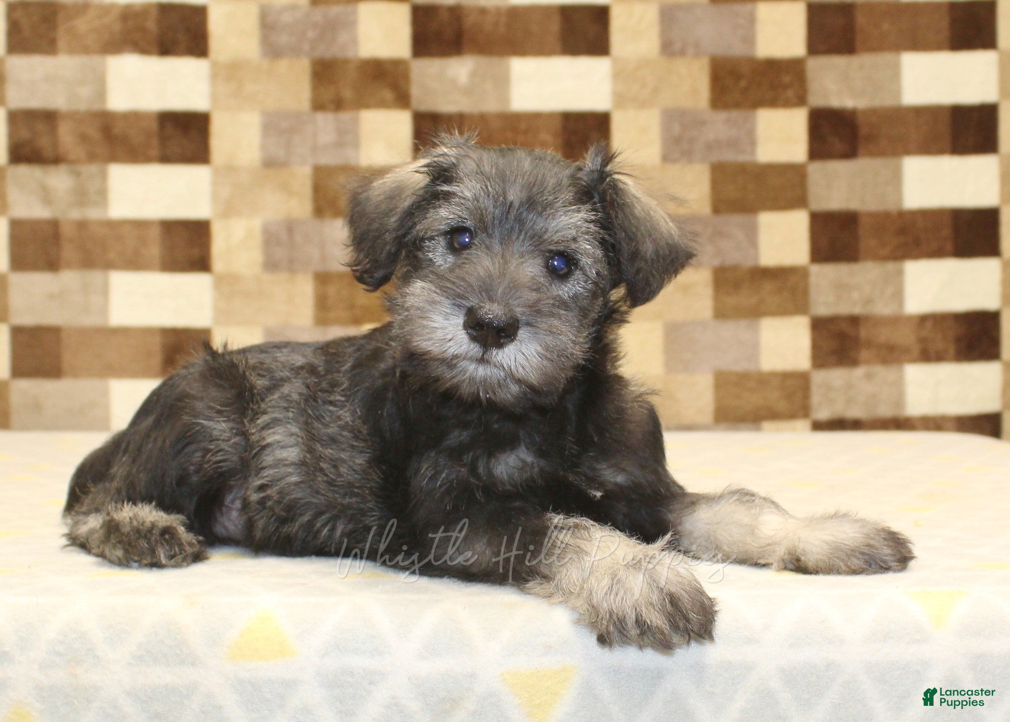 Miniature Schnauzer dogs Teddy - Ad 2
