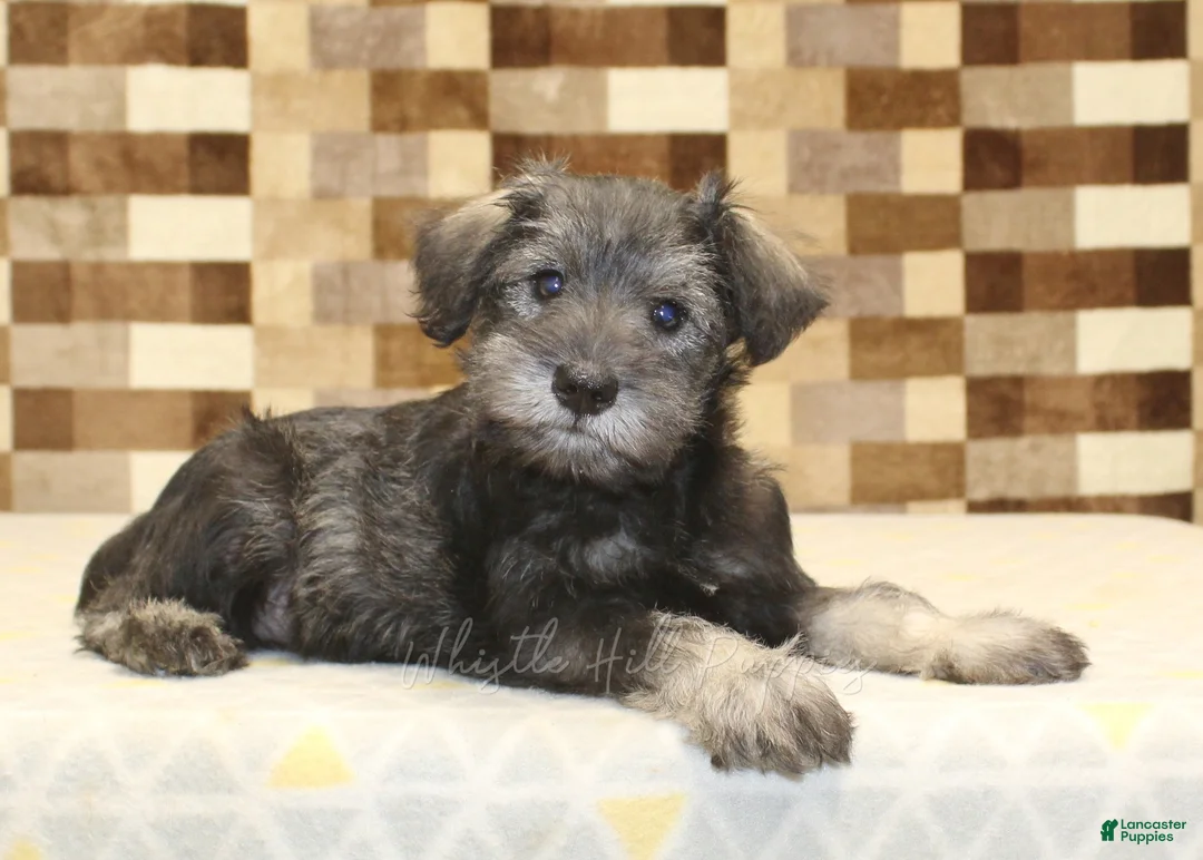 Miniature Schnauzer dogs for sale: Teddy - Ad 2