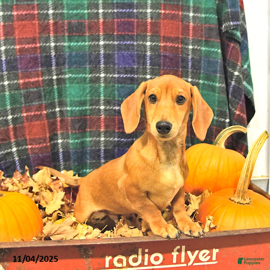 Miniature Dachshund dogs for sale: Luca - Ad 3