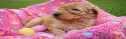 Goldendoodle dogs for sale: Miss White - Ad 6