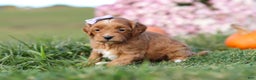Cavapoo dogs for sale: Bailey - Ad 2