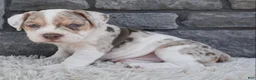 Beabull dogs for sale: Bailey  - Ad 3