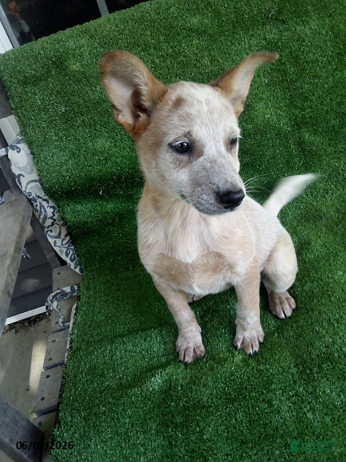 Australian Cattle Dog dogs for sale: Lucy - Ad 3