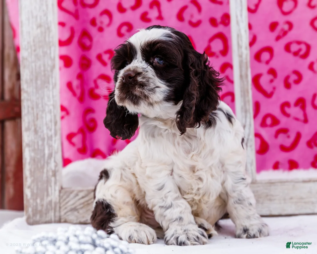 Cocker Spaniel dogs for sale: Waldo - Ad 6