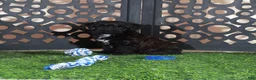 Yorkiepoo dogs for sale: Hershey Kisses Snuggly Male Yorkie-poo Puppy - Ad 2