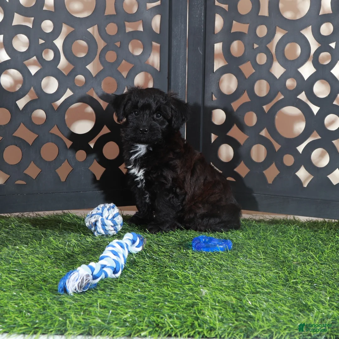 Yorkiepoo dogs for sale: Hershey Kisses Snuggly Male Yorkie-poo Puppy - Ad 2