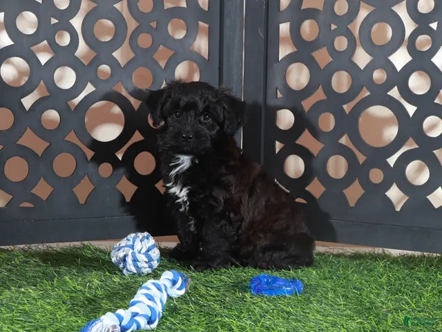 Yorkiepoo dogs Hershey Kisses Snuggly Male Yorkie-poo Puppy - Ad 2