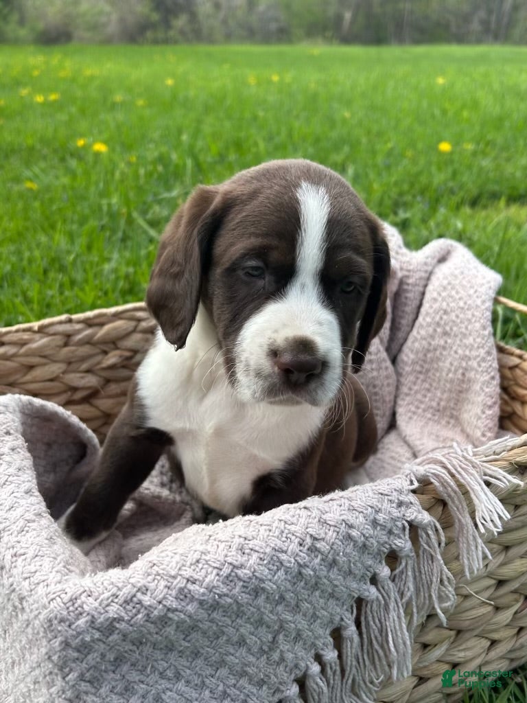 Mixed Breed dogs Buddy - Ad 8