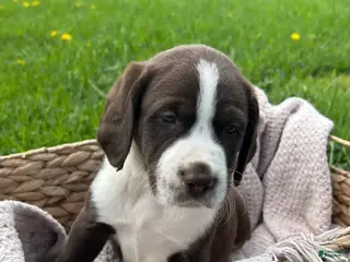 Mixed Breed dogs Buddy - Ad 8