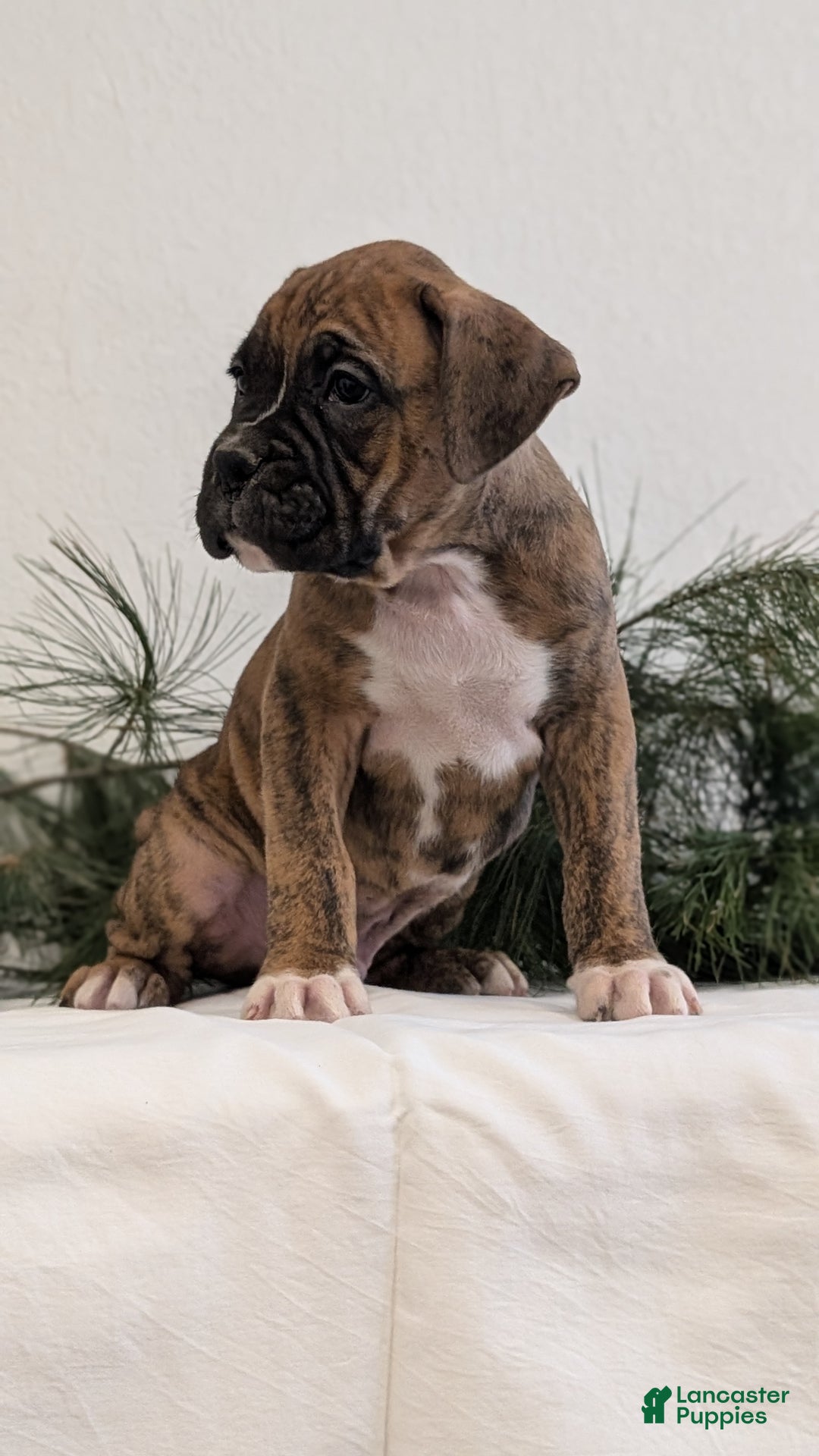 Boxer dogs for sale: Falcon - Ad 7