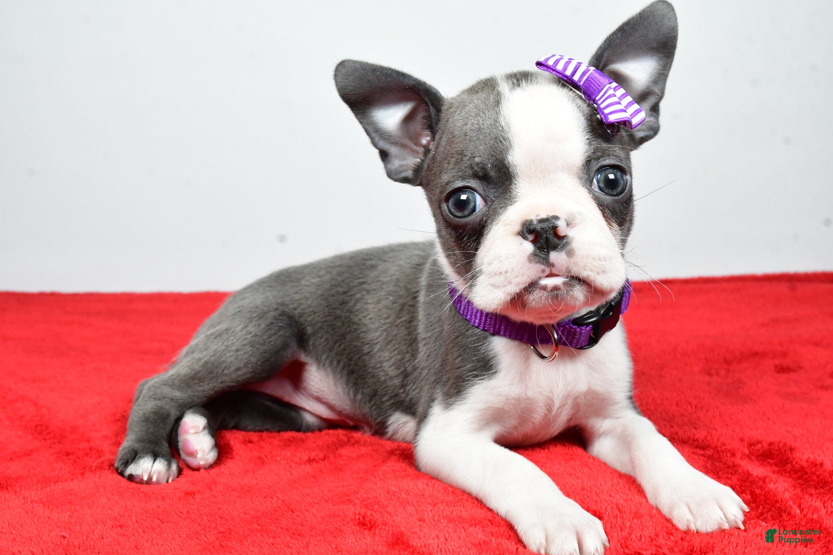Mixed Breed dogs Lily - Ad 1