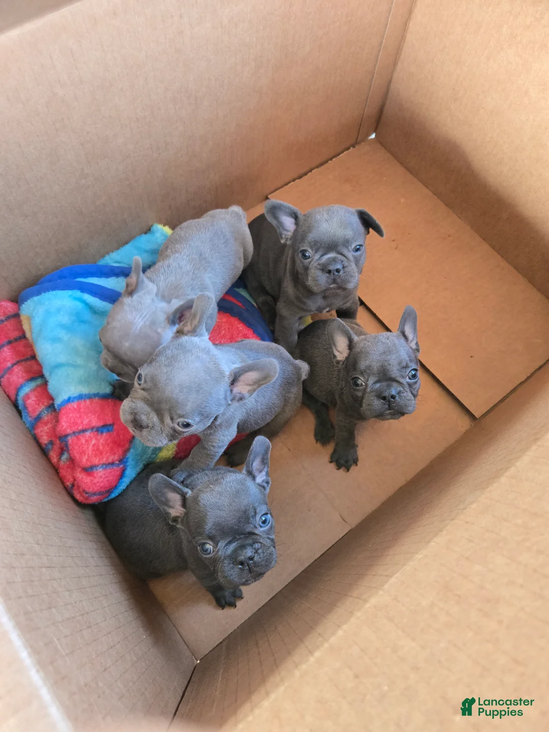 French Bulldog dogs for sale: French Bulldog 2 - Ad 1