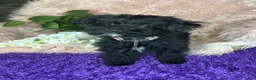 Yorkiepoo dogs for sale: Bubbles  - Ad 2