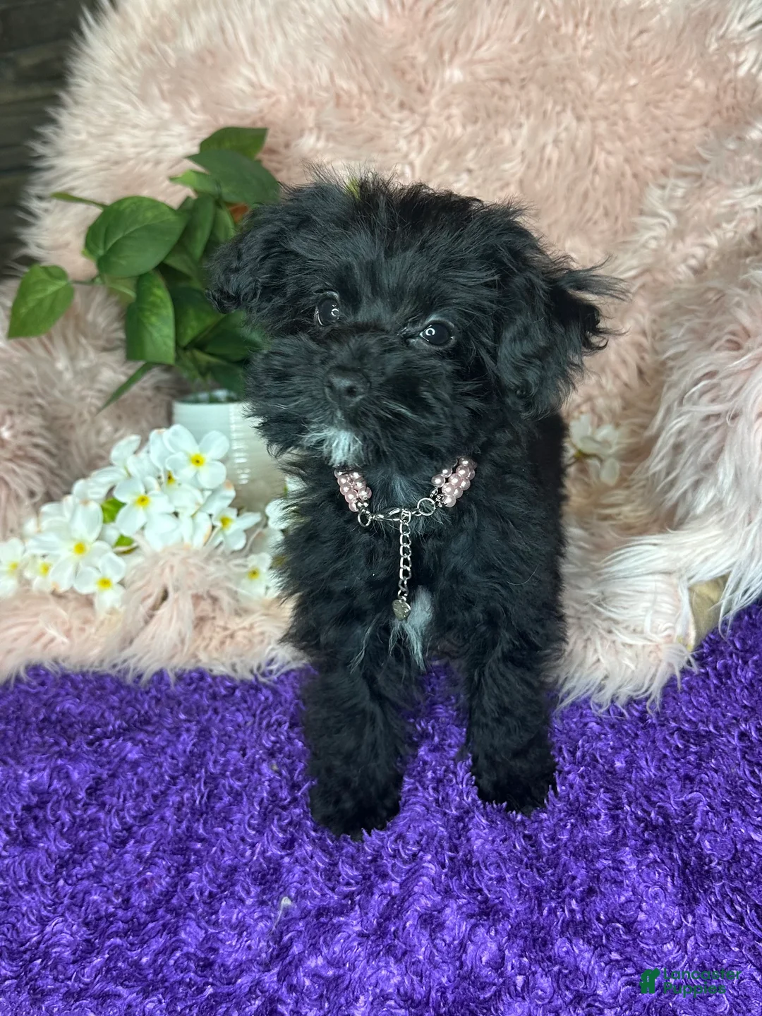 Yorkiepoo dogs for sale: Bubbles  - Ad 2