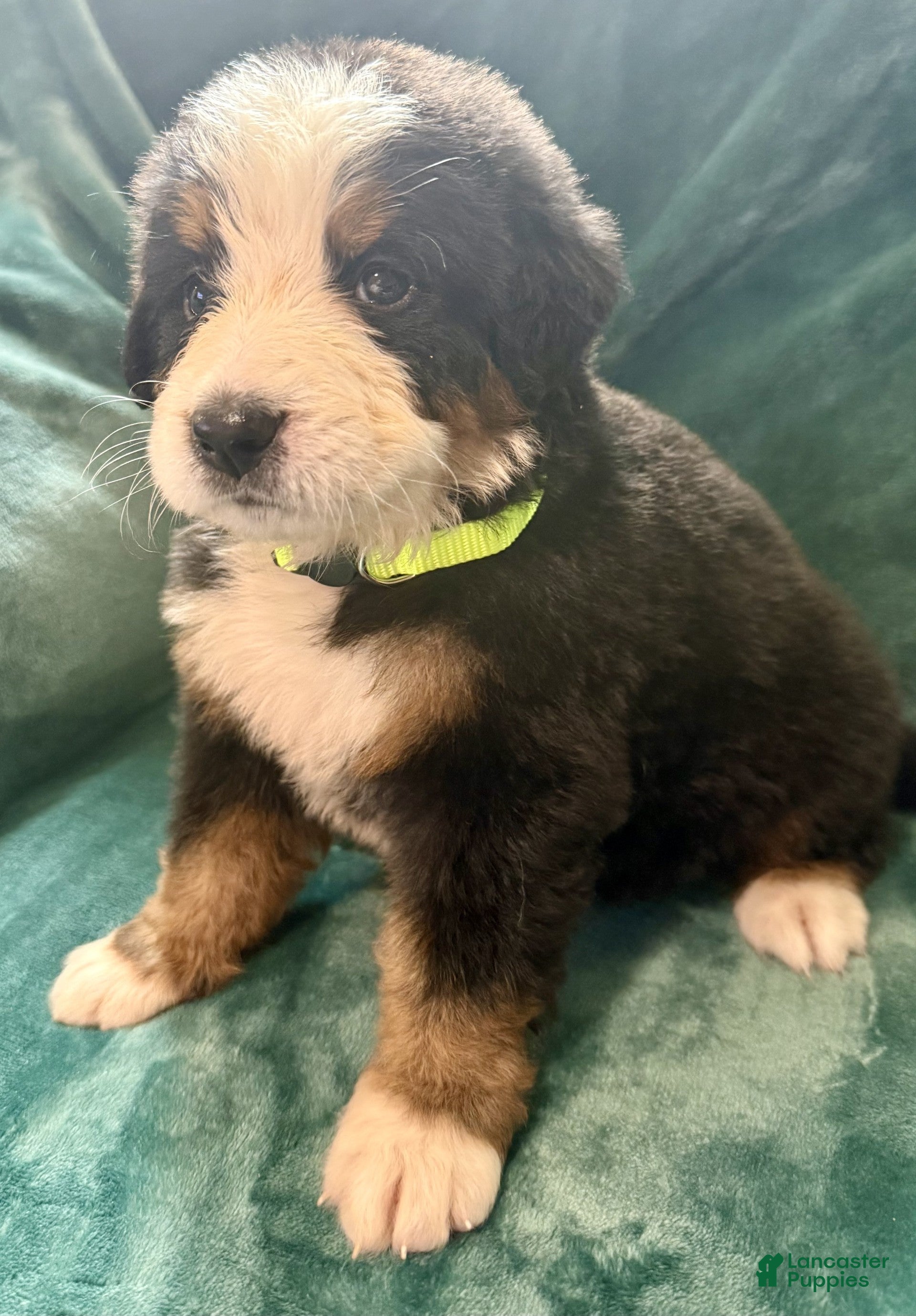Bernese Mountain Dog dogs Maverick - Ad 2