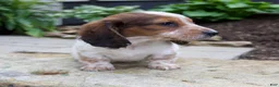 Miniature Dachshund dogs for sale: Gus - Ad 7