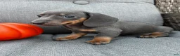 Miniature Dachshund dogs for sale: Tucker - Ad 4