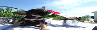 Chihuahua 2 Marco