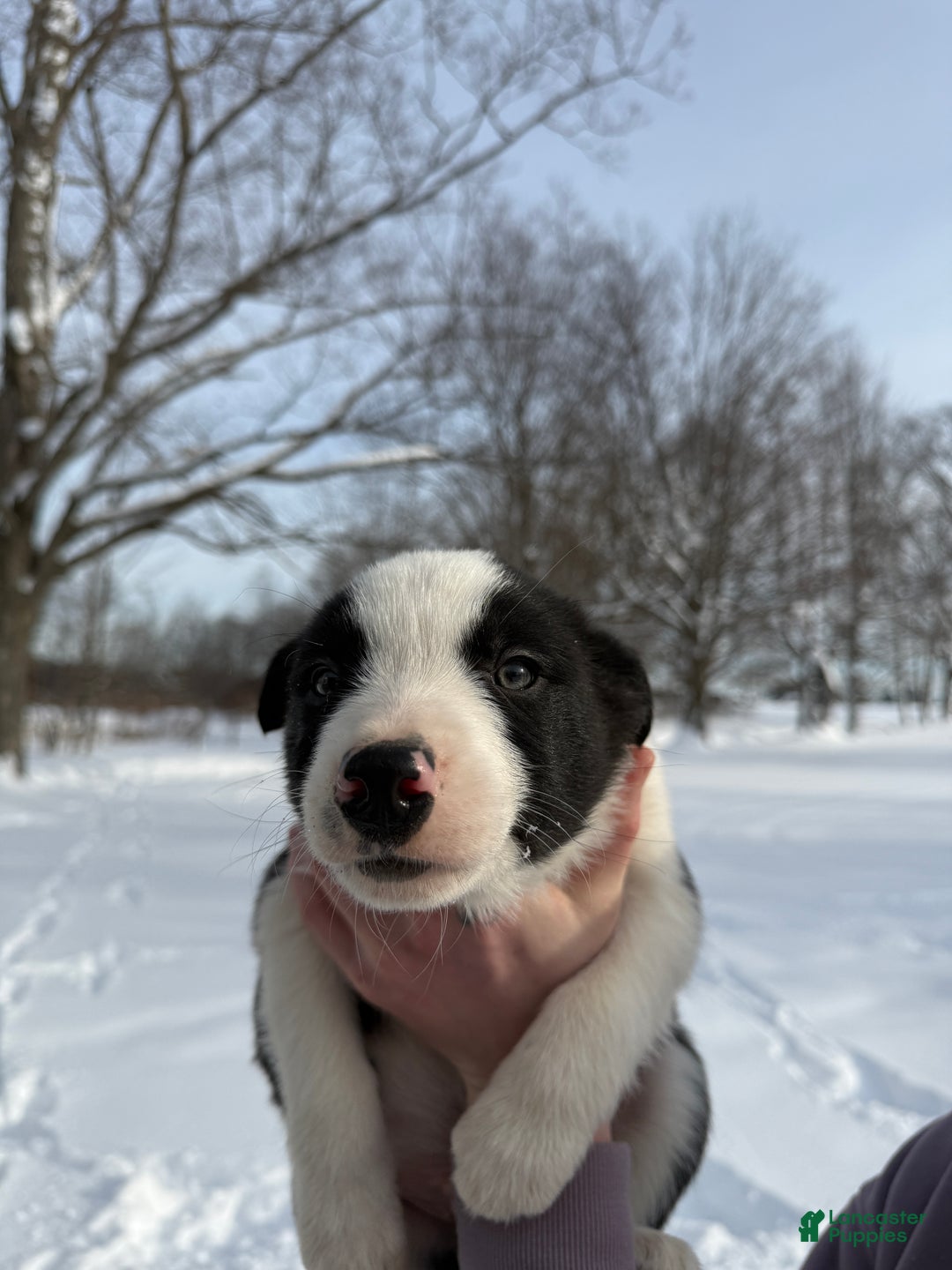 Border Collie dogs for sale: Male 2  - Ad 2