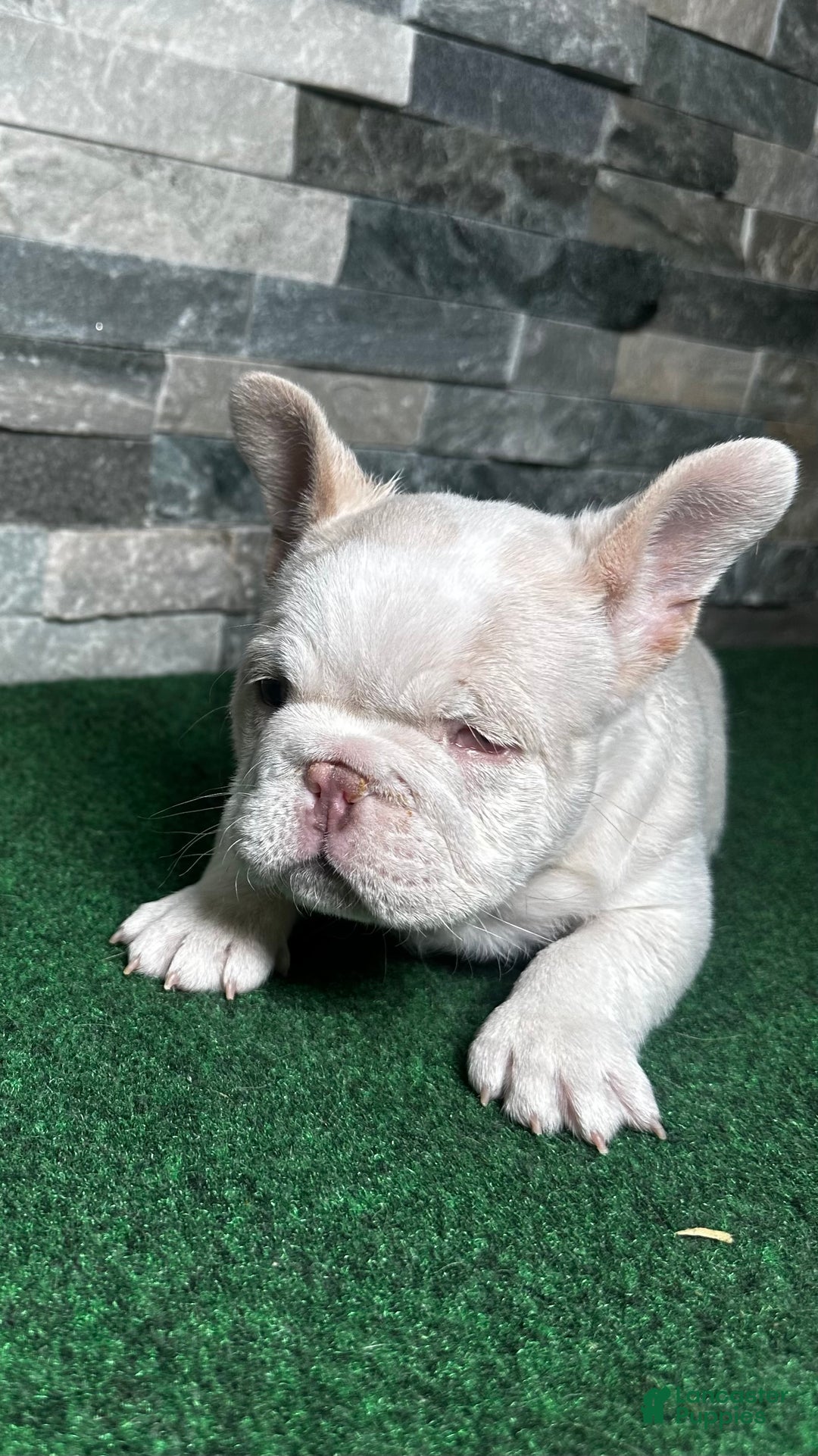 French Bulldog dogs for sale: French Bulldog Puppy 1 - Ad 6