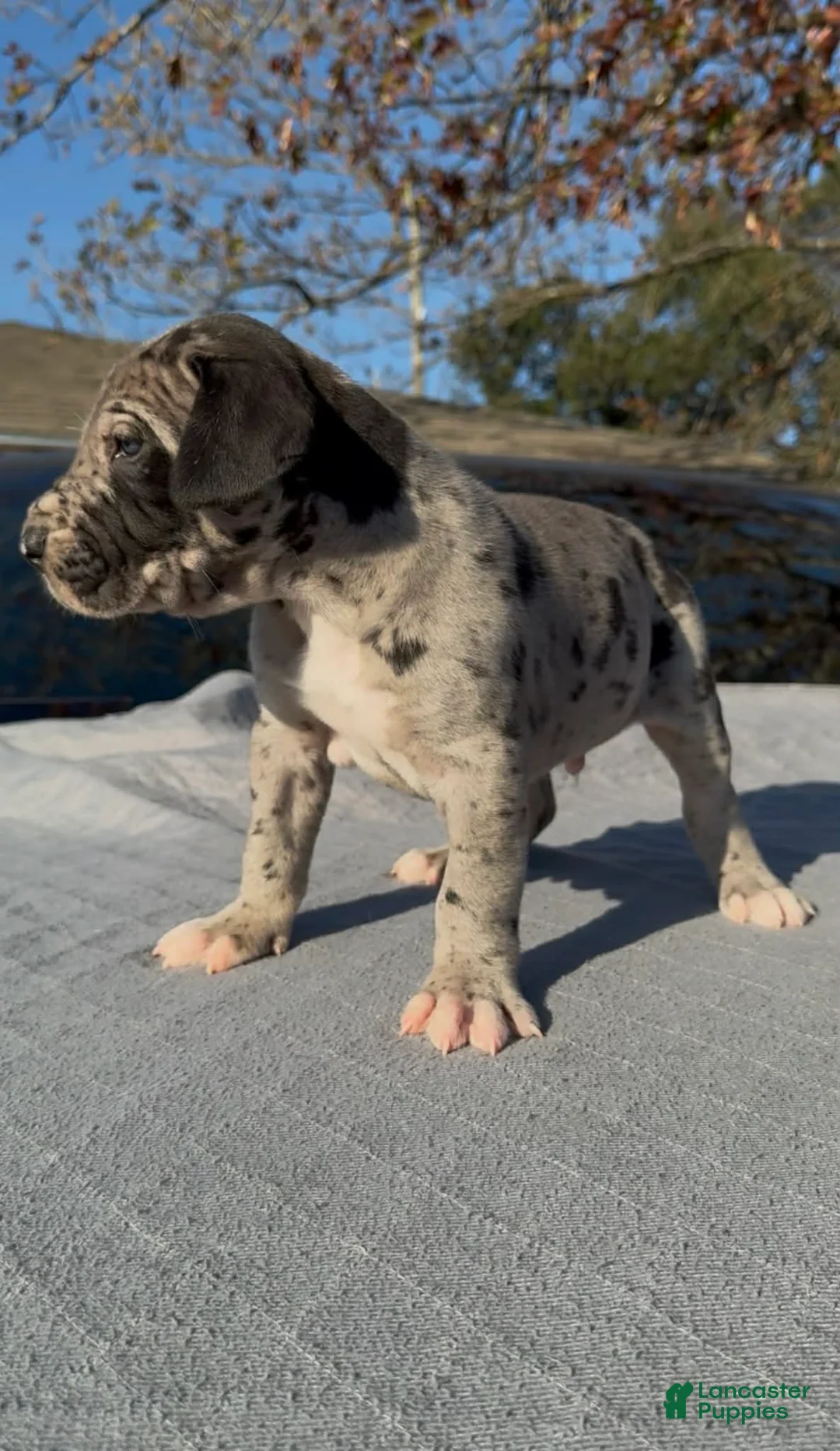 Great Dane dogs for sale: Marco - Ad 1