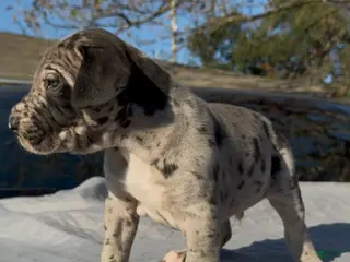 Great Dane dogs Marco - Ad 14