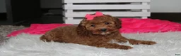 Cockapoo dogs for sale: Phoebe  - Ad 11