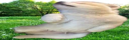 Siberian Husky dogs for sale: Siberian Husky 1 - Ad 1