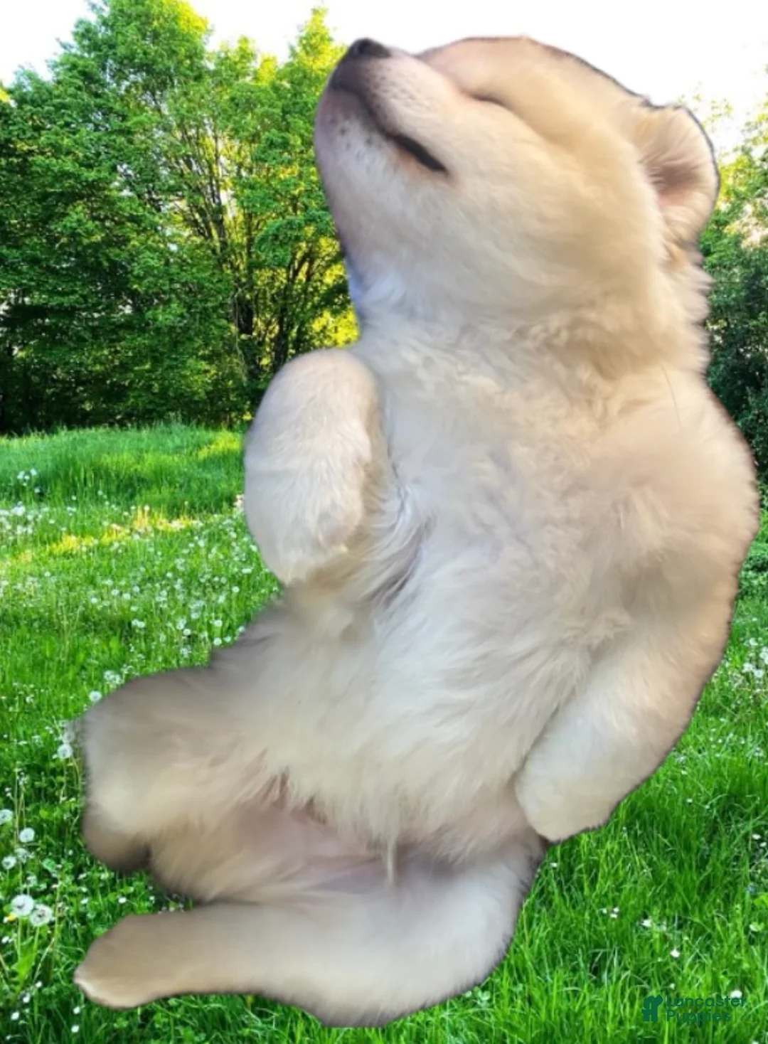Siberian Husky dogs for sale: Siberian Husky 1 - Ad 1