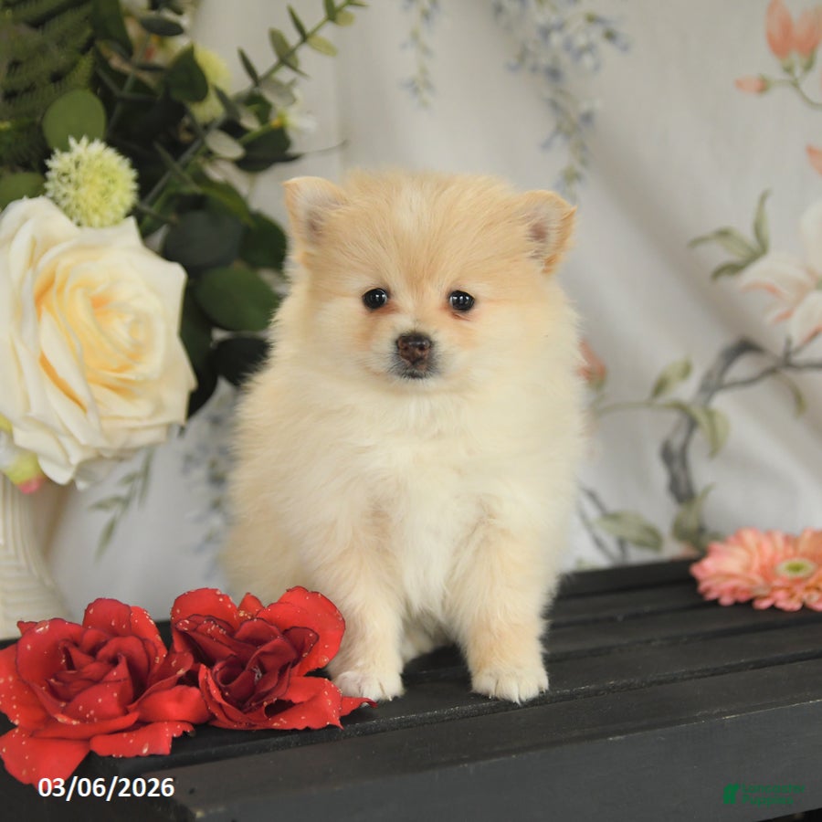 Pomeranian dogs Beth - Ad 1