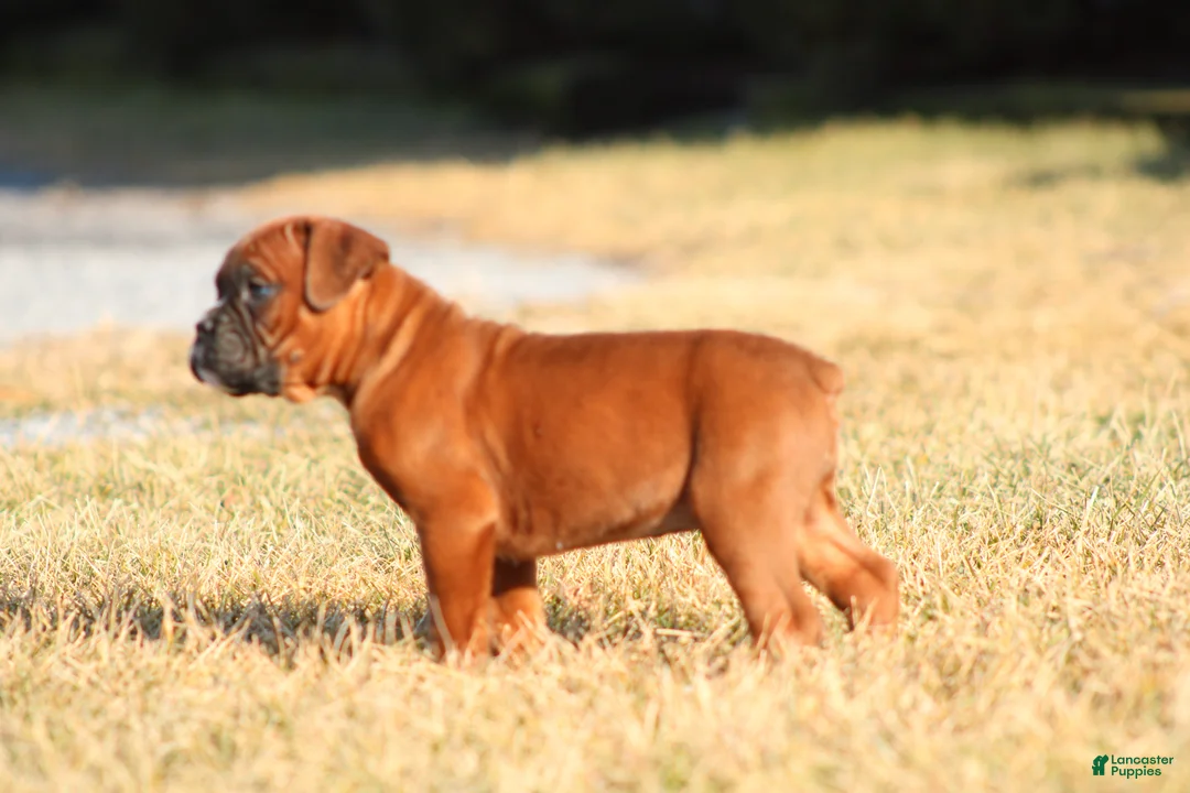 Boxer dogs for sale: Remington - Ad 2