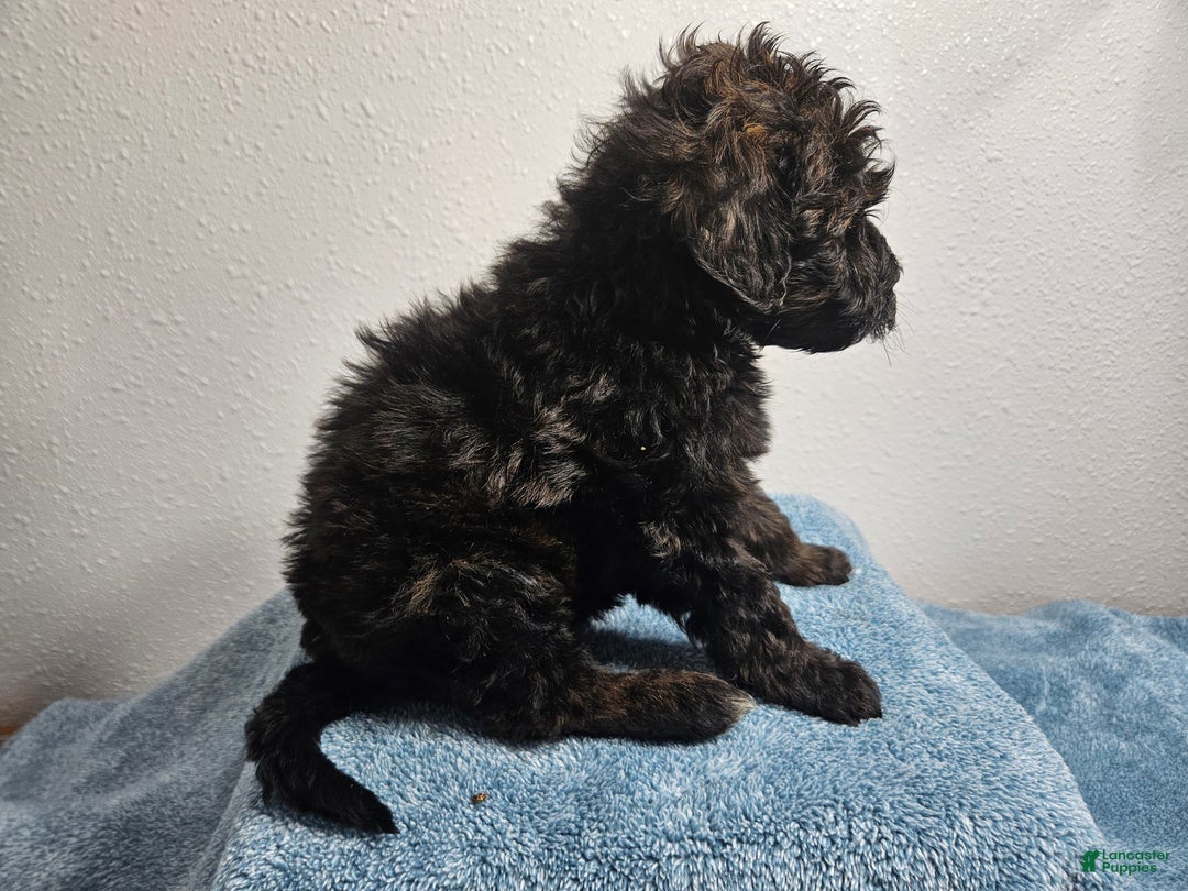 Goldendoodle dogs for sale: Kip - Ad 2